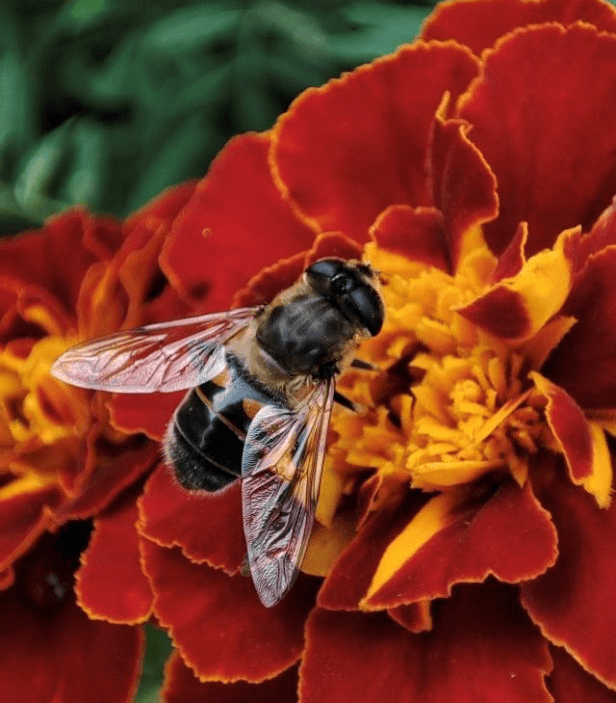 Весняна підготовка пасік