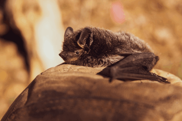 Покусали кажани: у Черкасах трьом людям призначили щеплення від сказу