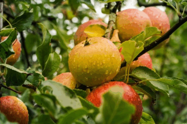 Як зберігати яблука та груші з осіннього врожаю