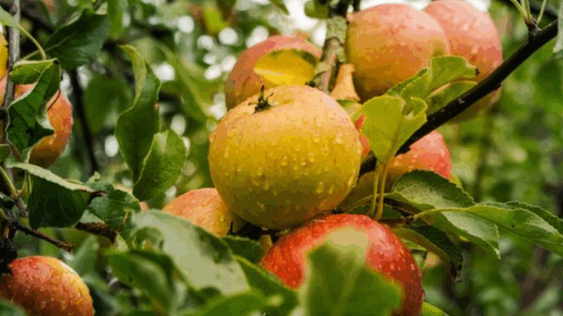 Як зберігати яблука та груші з осіннього врожаю