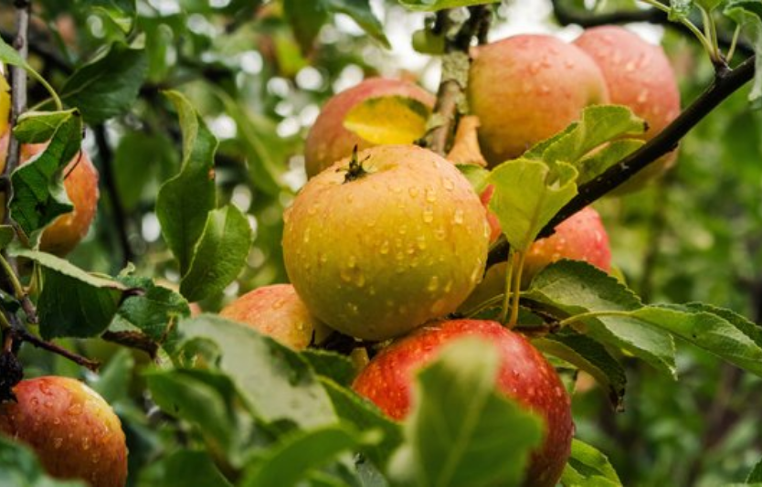 Як зберігати яблука та груші з осіннього врожаю