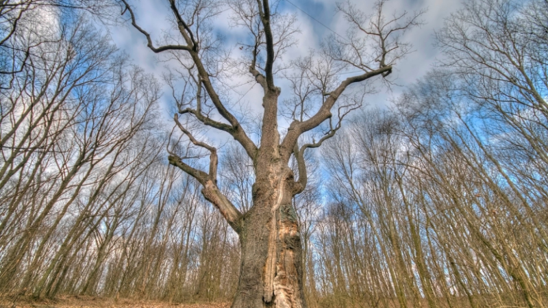 Дуб Максима Залізняка: символ епохи