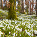 Підсніжники, проліски, ряст та анемони: де побачити первоцвіти на Черкащині