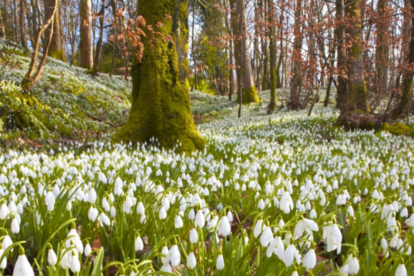 Підсніжники, проліски, ряст та анемони: де побачити первоцвіти на Черкащині