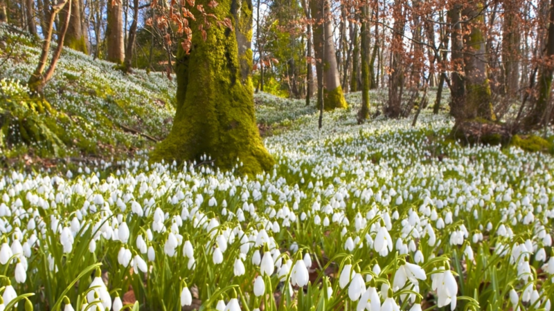 Підсніжники, проліски, ряст та анемони: де побачити первоцвіти на Черкащині